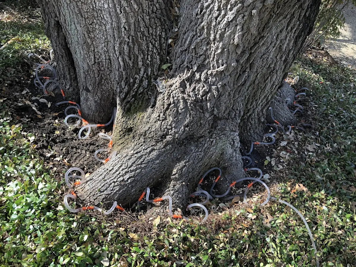 Detailed Tree Cabling and Bracing job site in Benkelman