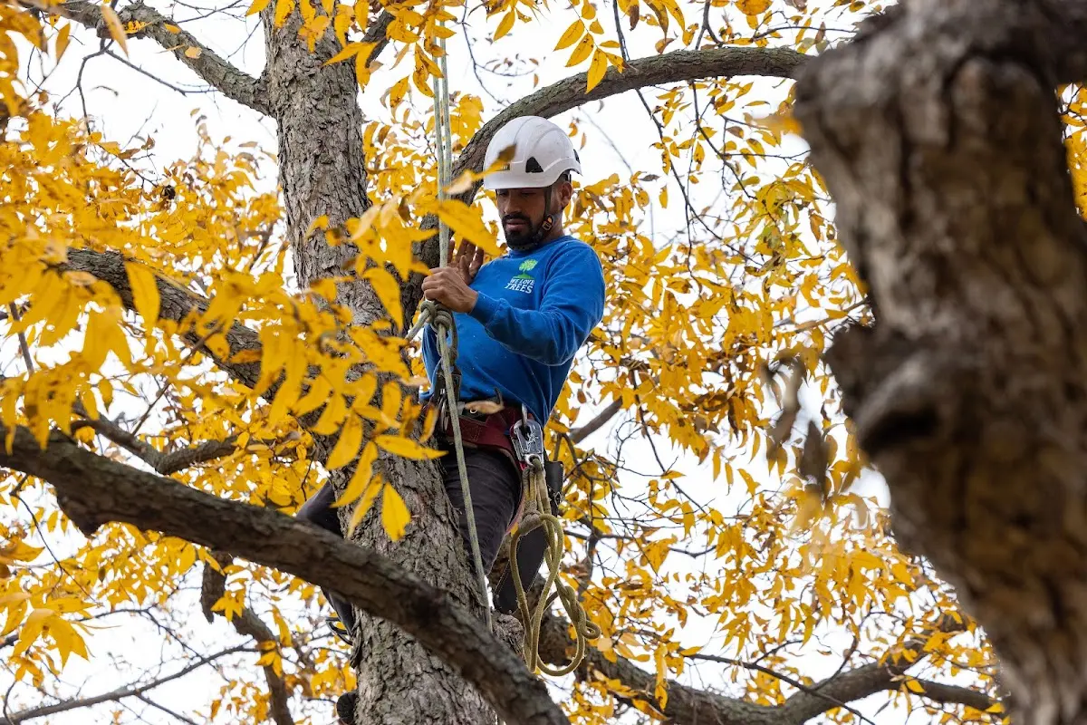 Skilled Storm Damage Cleanup crew working in Benkelman